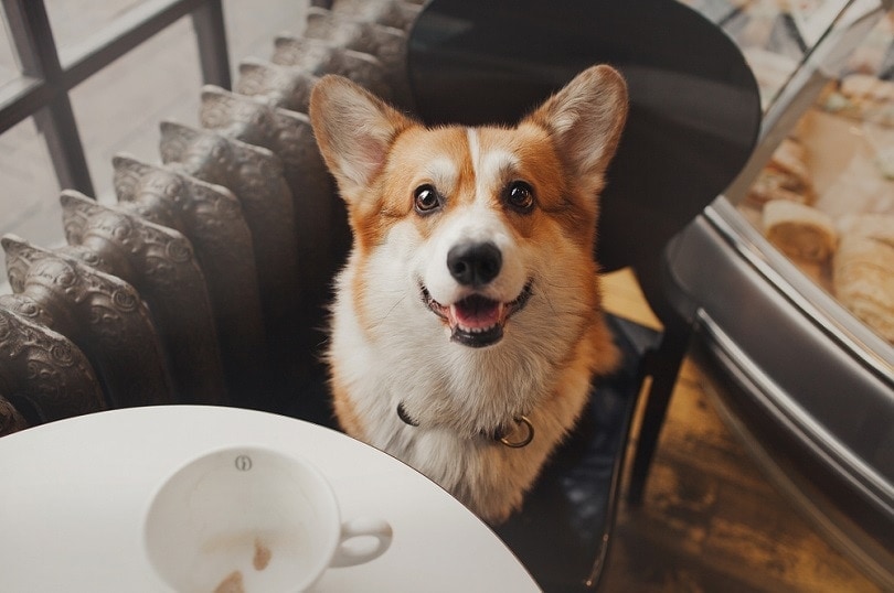 a corgi sitting beside a coffee table