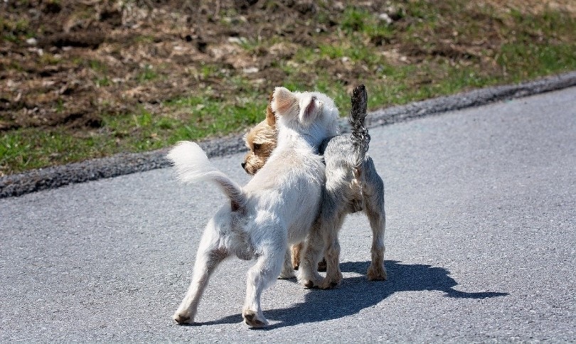 a dog about to hump on another dog