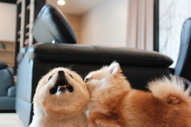 a dog licking another dog's ear
