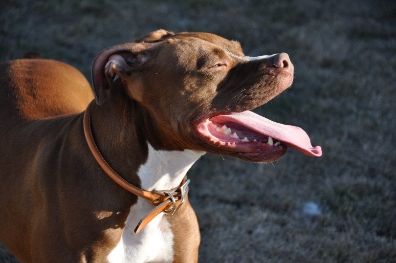 a dog with collar