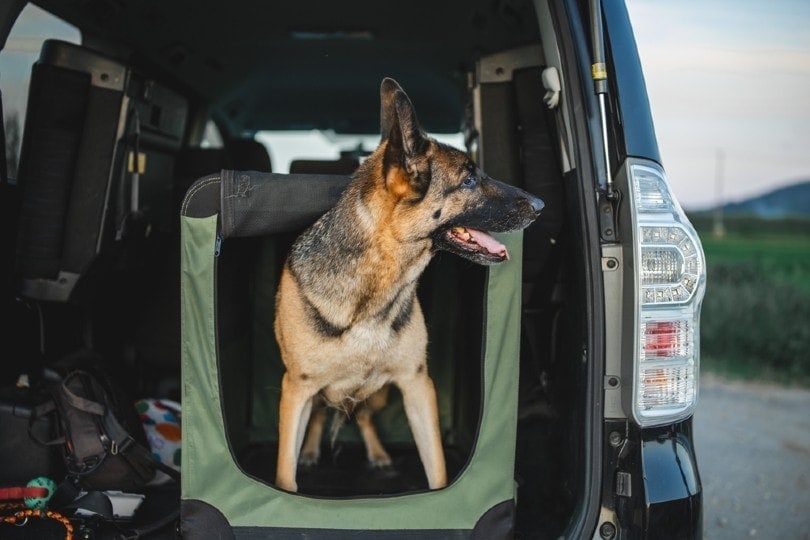 a german shepherd is in a soft crate in the car