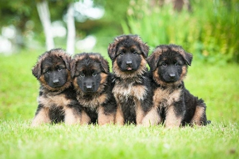 a group of German Shepherd puppies