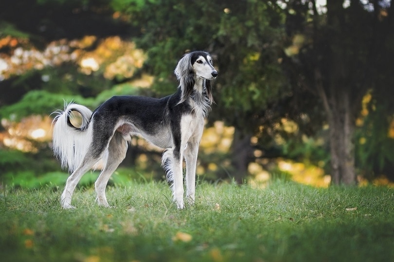 a saluki dog in a meadow