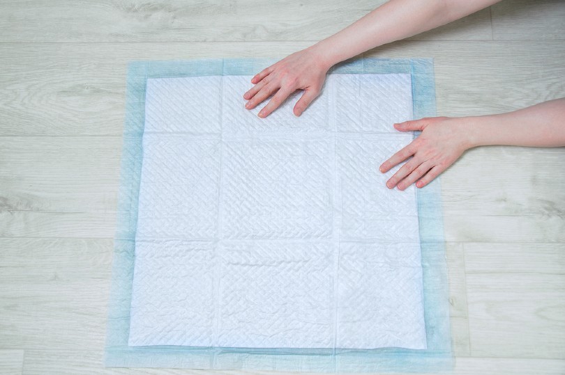 absorbent dog pad on the floor