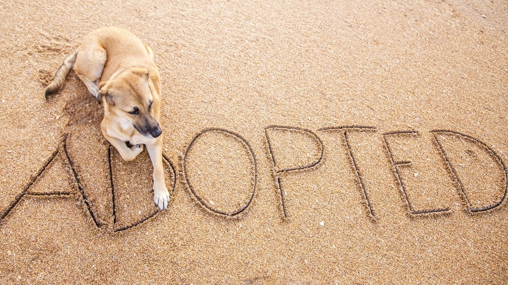 Adopted pup