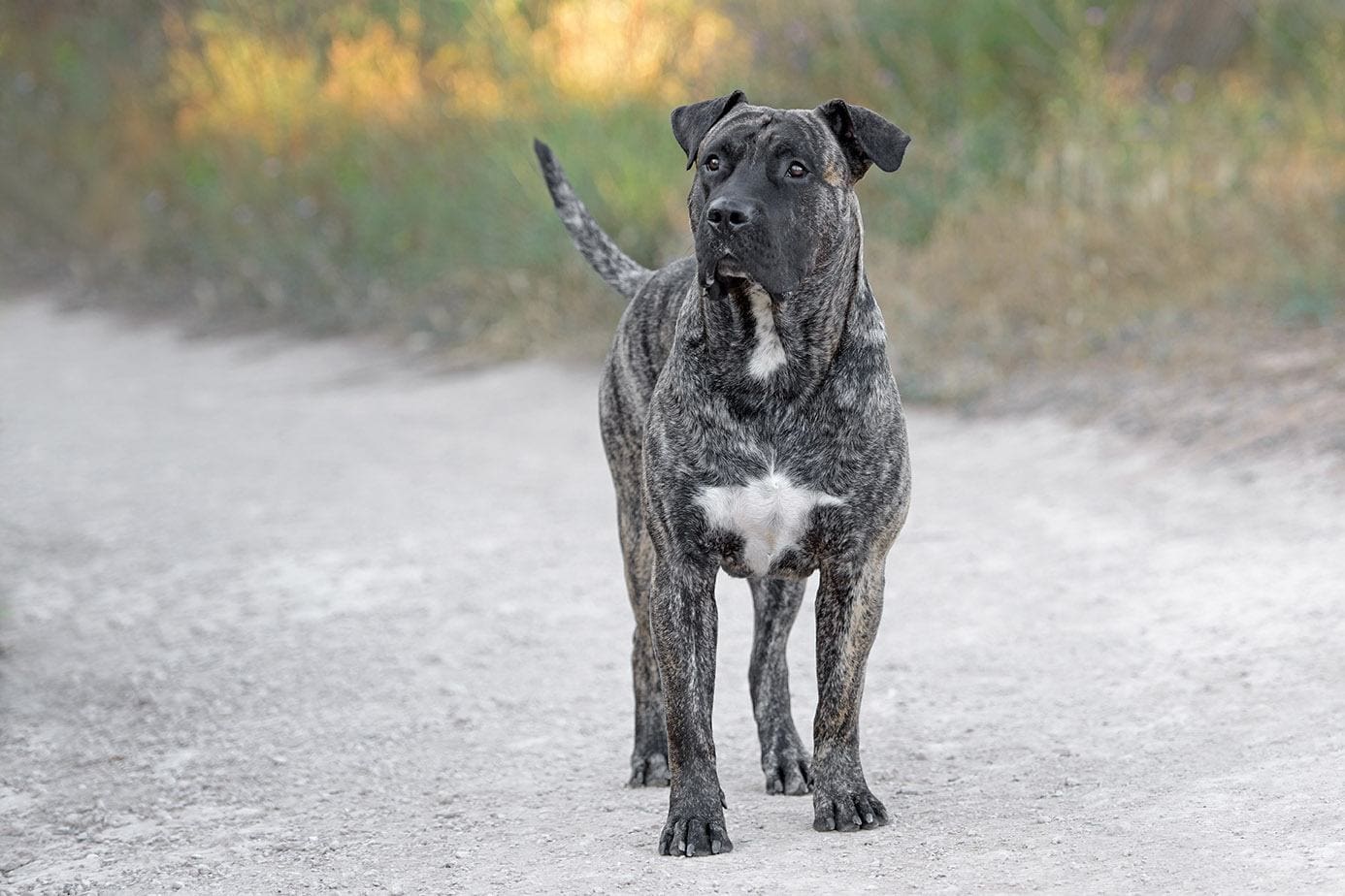 adult presa canario