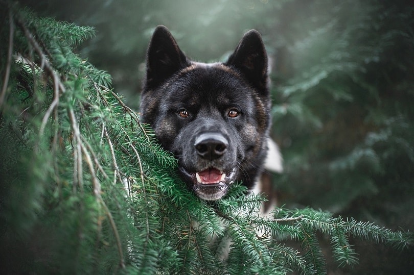 akita-in nature-pixabay