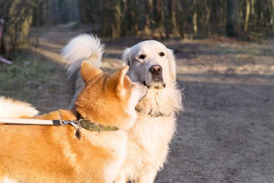 akita and retriever