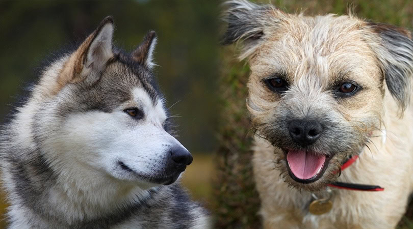 alaskan border 2 - Border Terrier_Alaskan Malamute