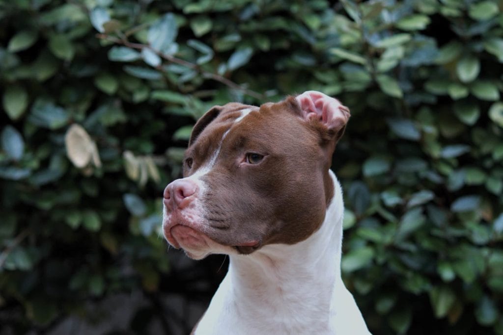 doberman pit
