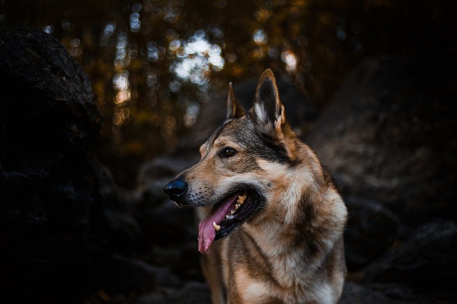 alsatian shepherd fjord77