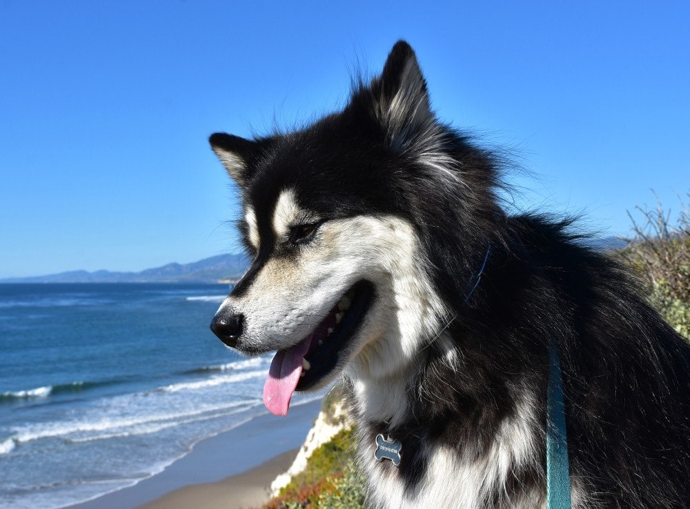 Un alusky en promenade