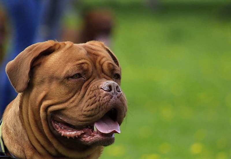 american bully brown