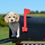 american cocker spaniel puppy in a mailbox