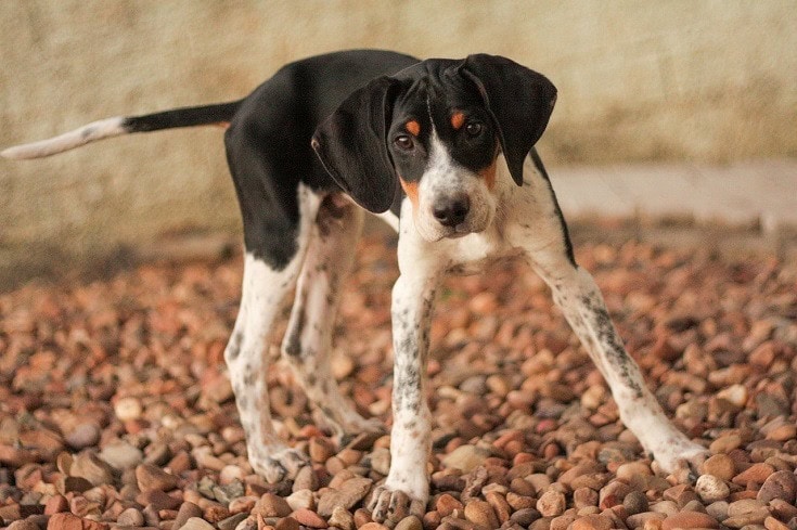 american foxhound puppy