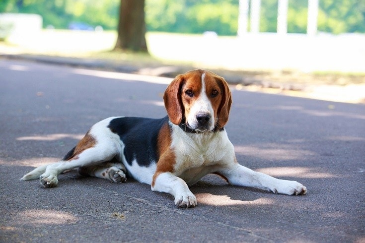 american foxhound
