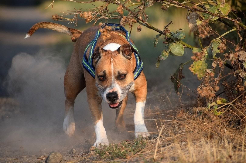 American Staffordshire Terrier Dog Breed Info