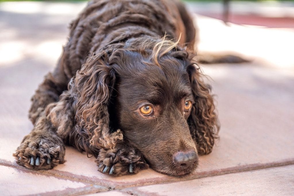 american water spaniel