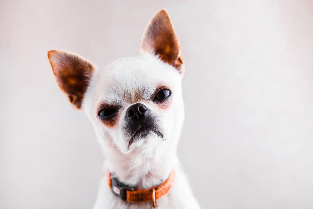 angry chihuahua