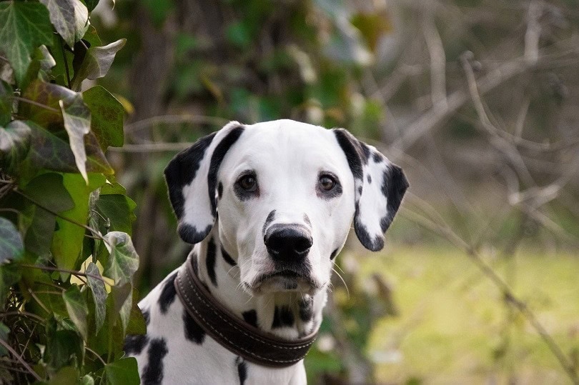 Dalmatian Dog Breed Info
