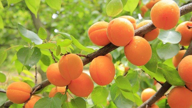 Can Dogs Eat Apricots