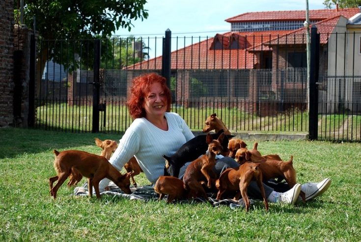 Chipin Dog Breed