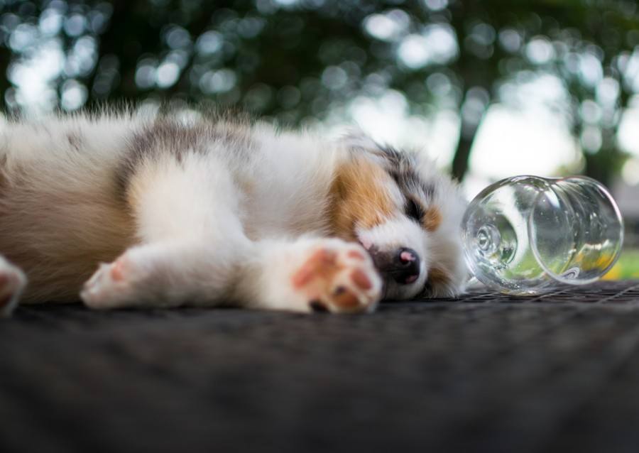 aussiepom