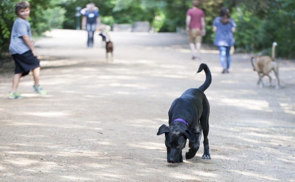 Black,Labrador,Retriever,Playing,At,Red,Bud,Trail,,Austin,,Texas