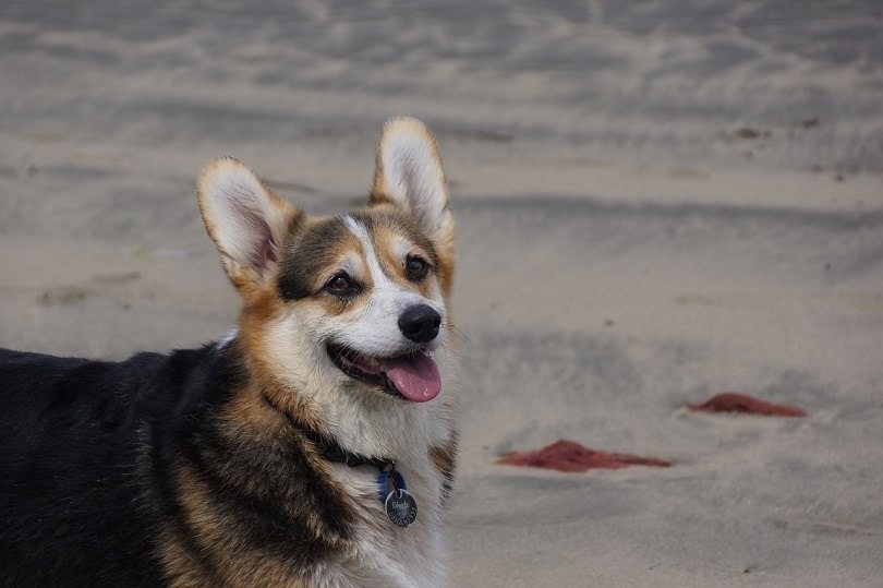 Labraheeler Dog
