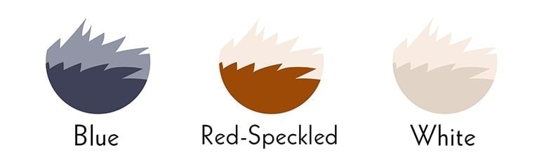 australian cattle dog colors