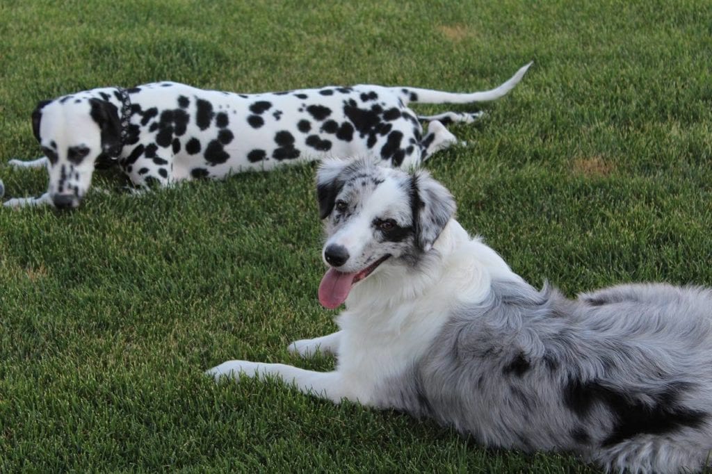 Canine Domestic Pedigree Pet Breed Dalmatian Dog