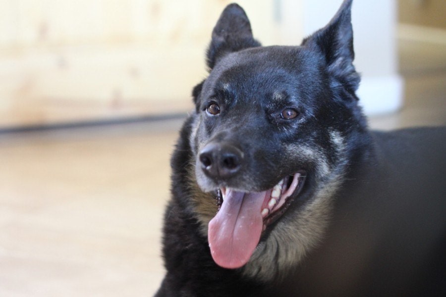 australian german shepherd