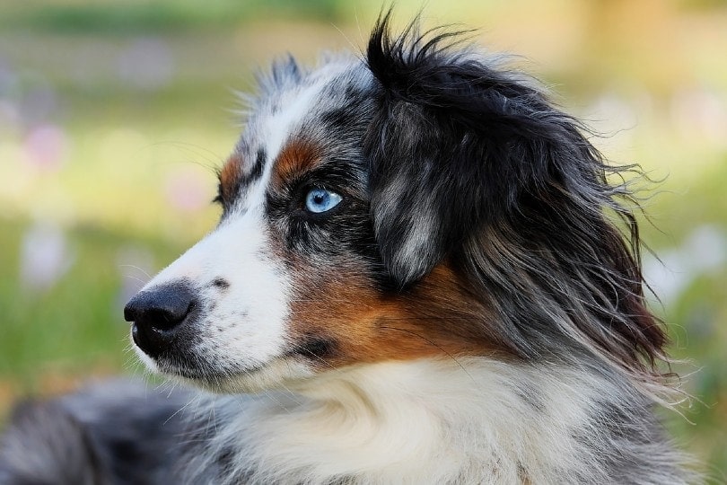 australian shepherd face side view