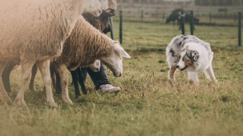 10 Jobs That Dogs Can Do: Canine Support Roles (With Pictures) | Hepper ...