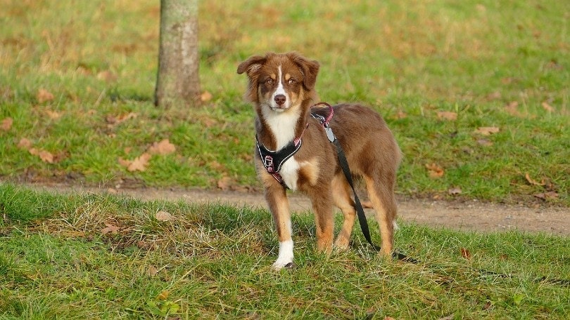 australian shepherd standing on grass