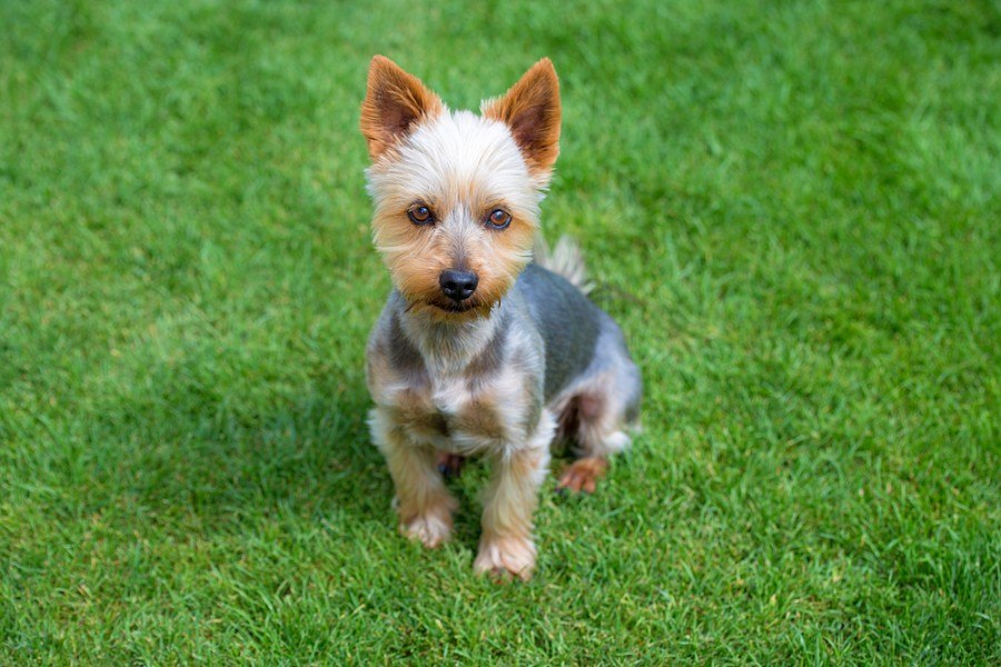 australian terrier puppy