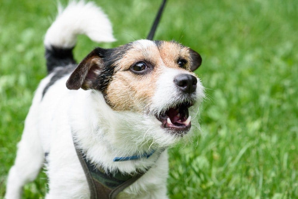 barking jack russel