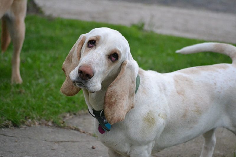 basset hound tan