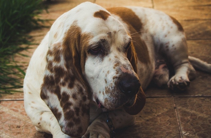 basset hound