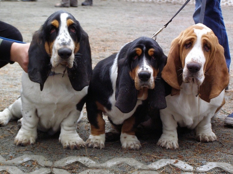 Basset Shepherd (Basset Hound & German Shepherd Mix)