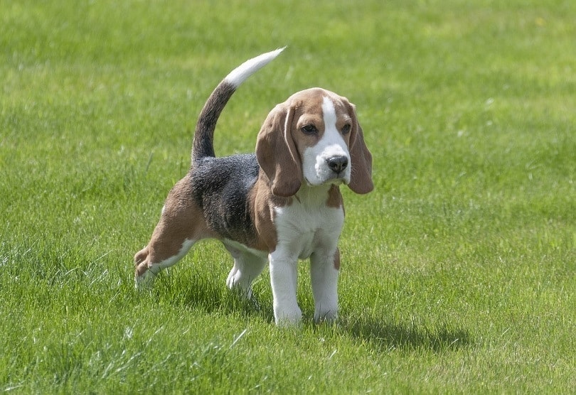 Bea-Tzu Dog Breed Info
