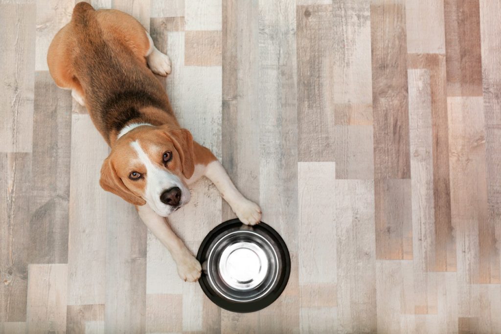 beagle asking for food