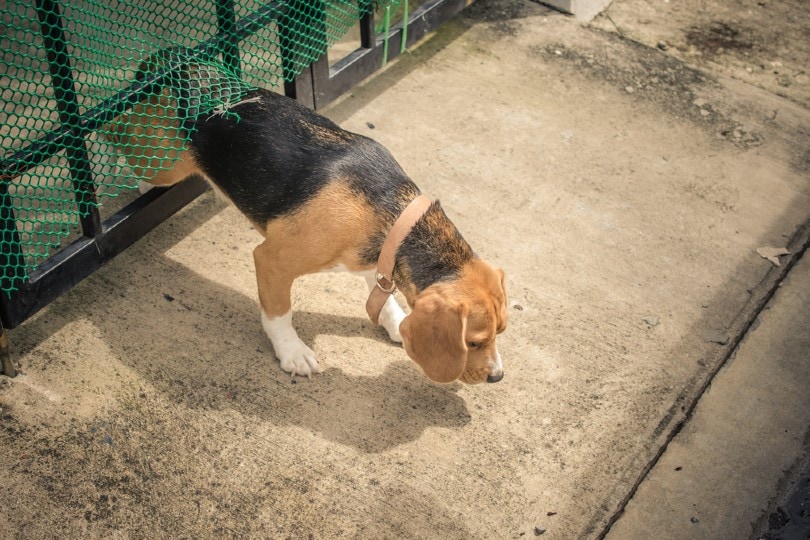 beagle dog escaping
