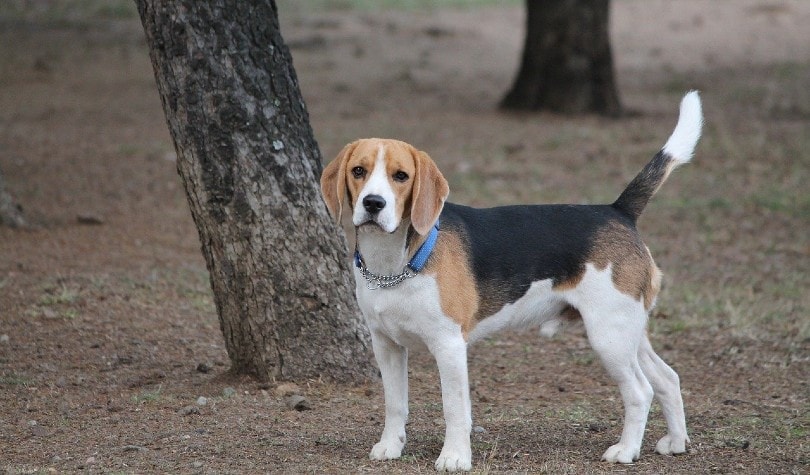 beagle in the forest