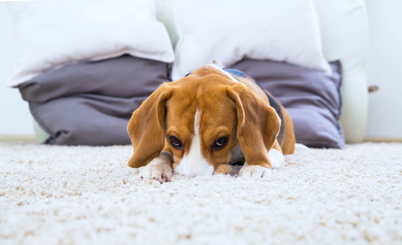 beagle on the carpet