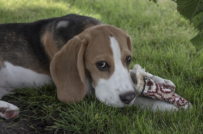 beagle outdoor