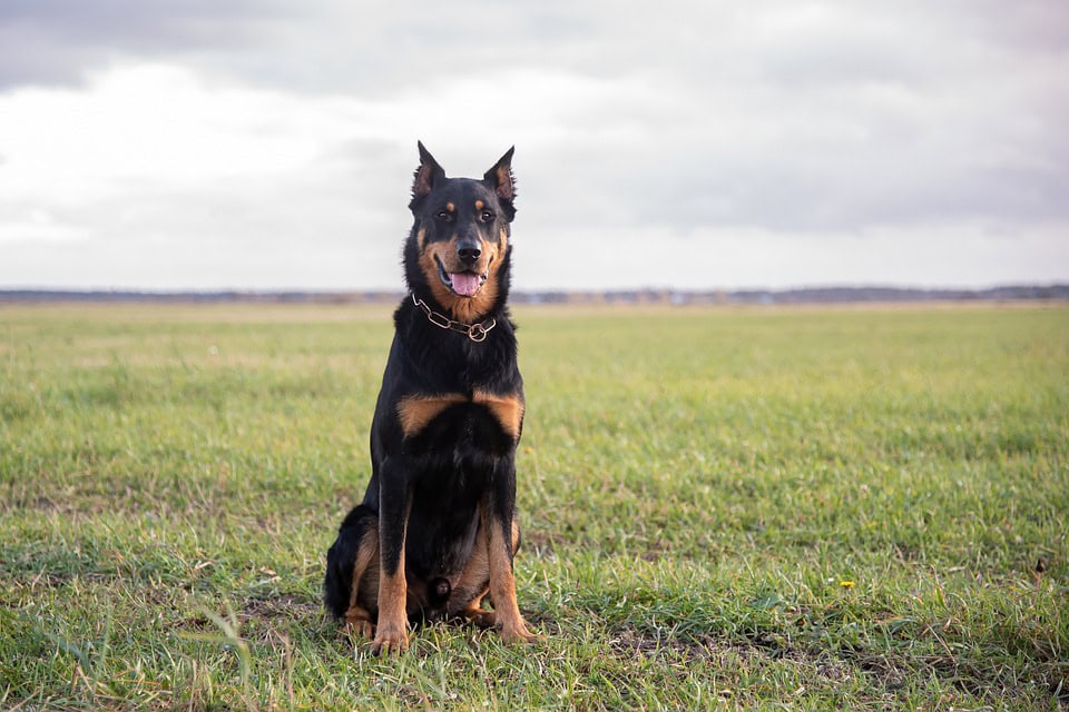 beauceron sitting