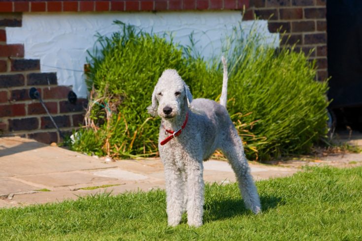 bedlington terrier dog