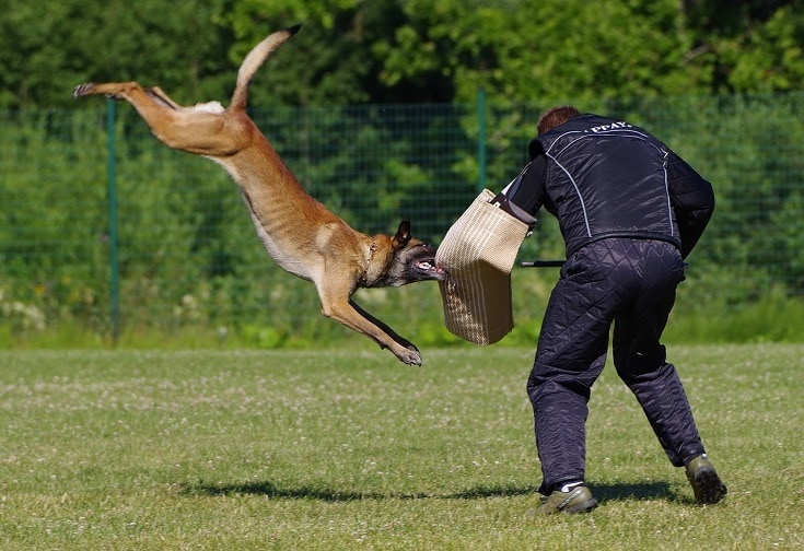 belgian malinois in training