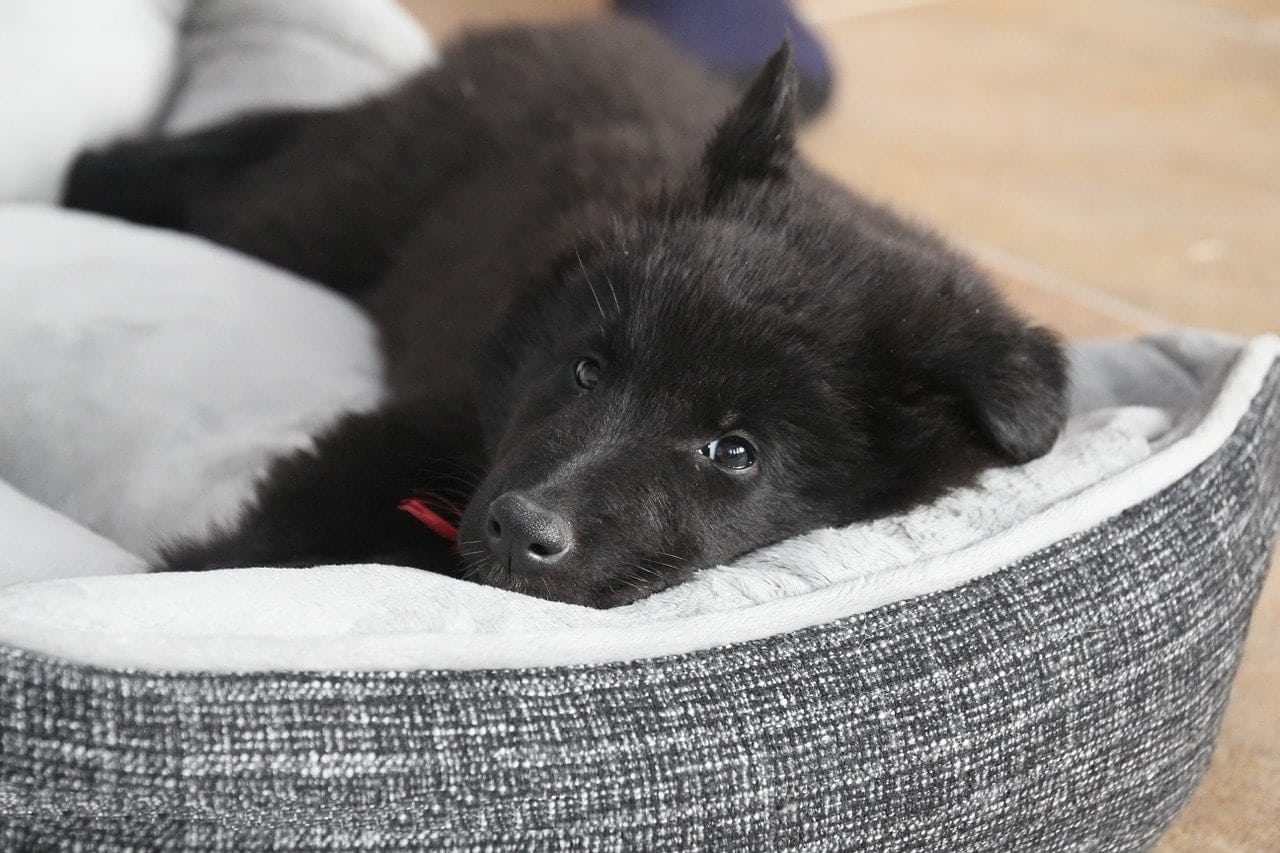 belgian shepherd puppy in microfiber bed
